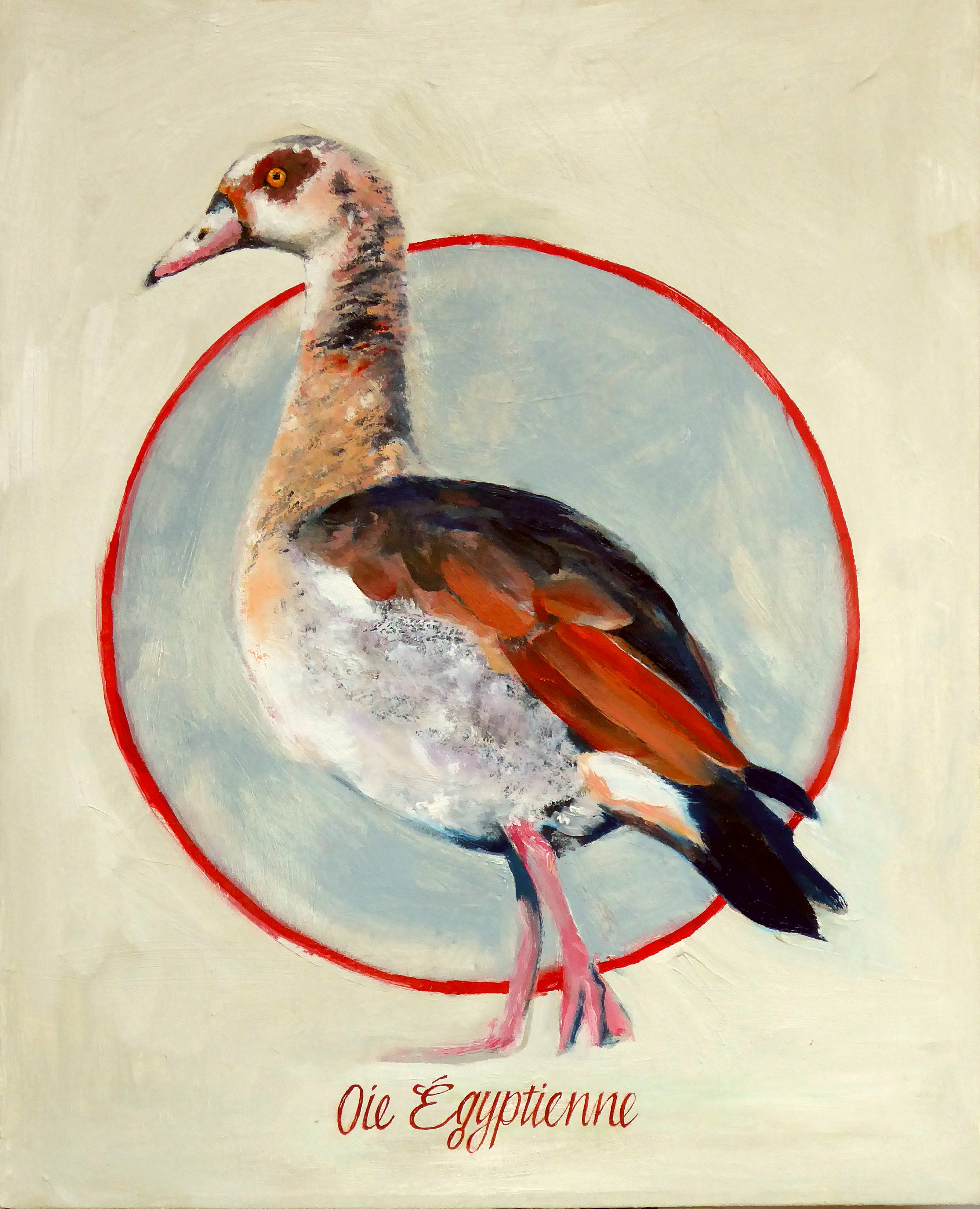 EGYPTIAN GOOSE 